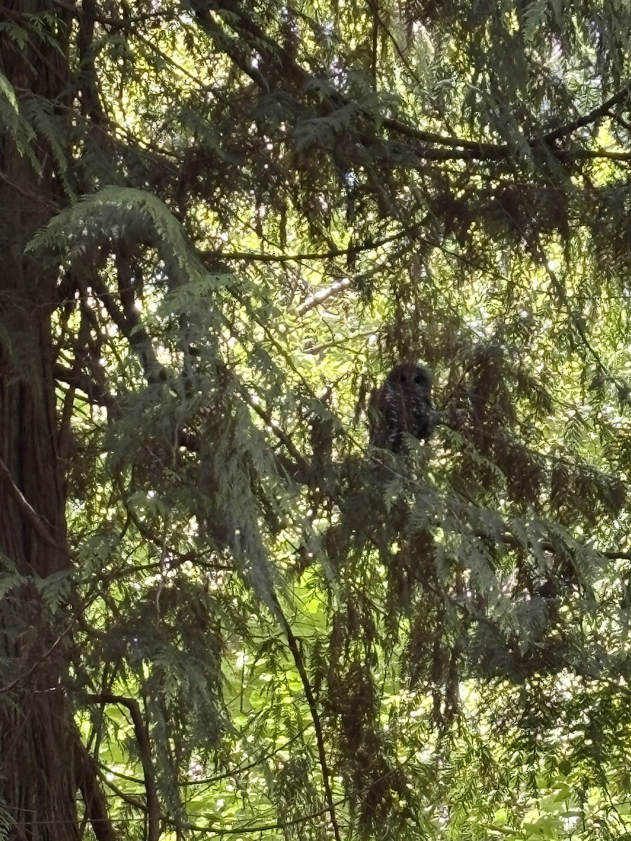 Barred Owl - ML638306381