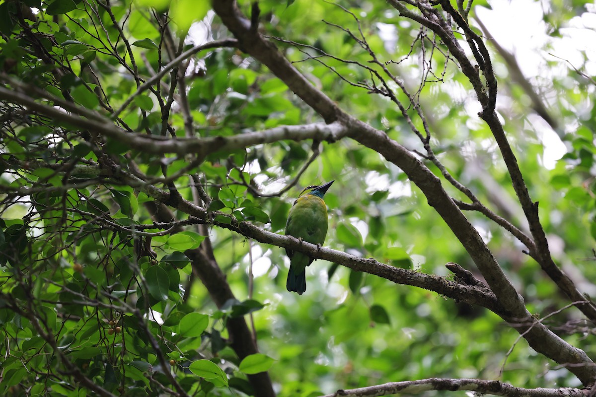 Yellow-crowned Barbet - ML638306383
