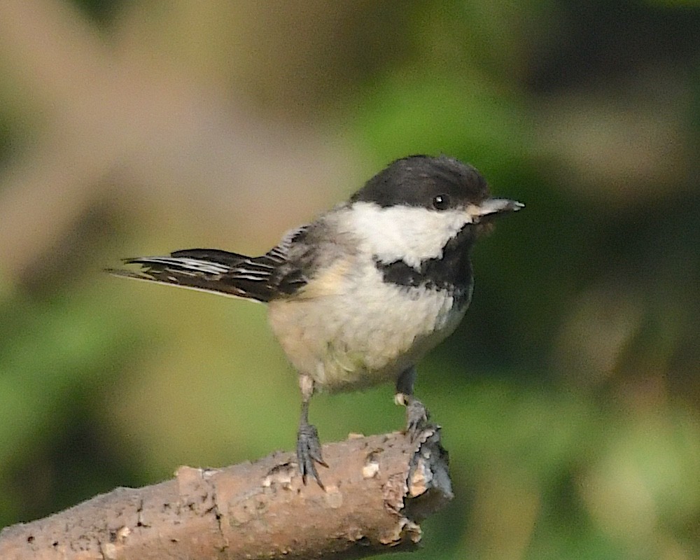 Black-capped Chickadee - ML638306394