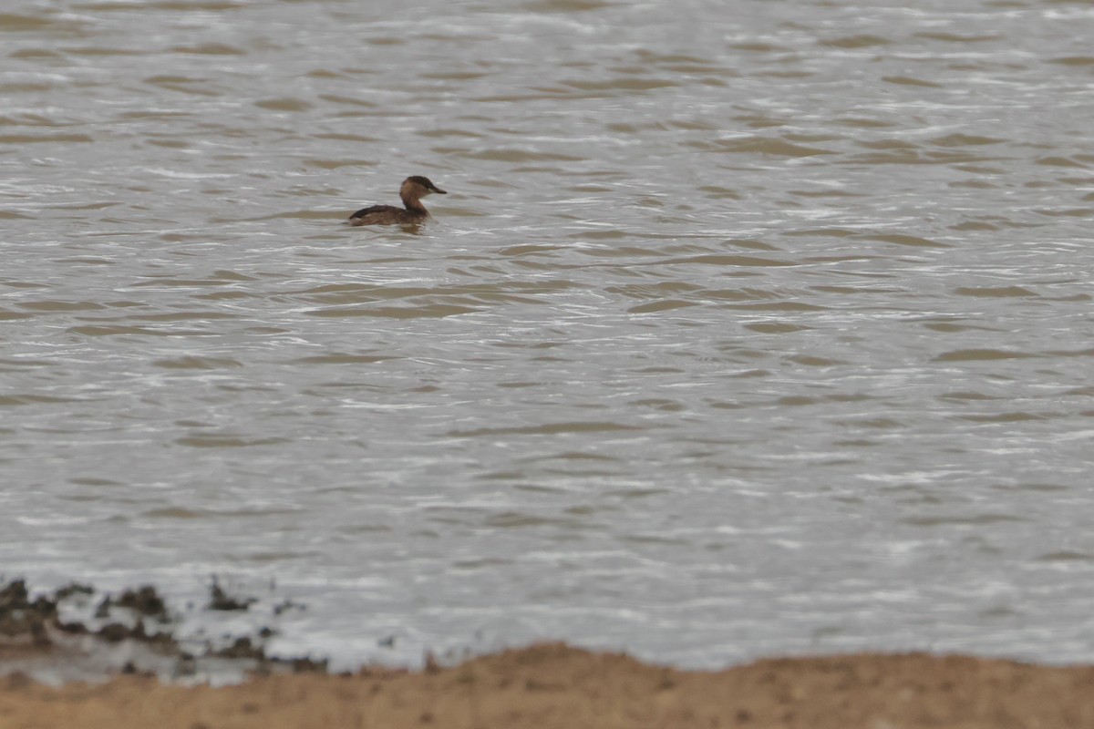 Little Grebe - ML638306396
