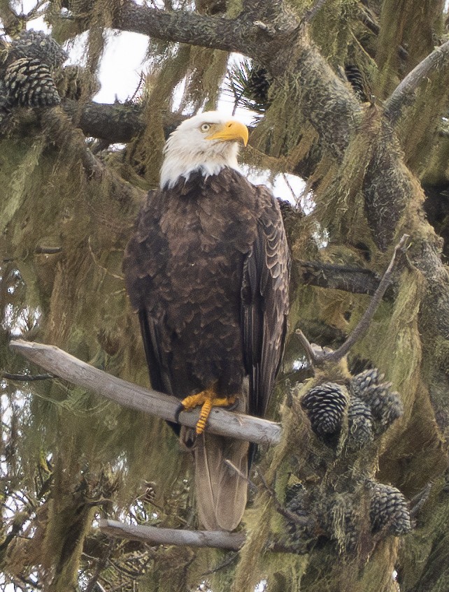 Bald Eagle - ML638306397