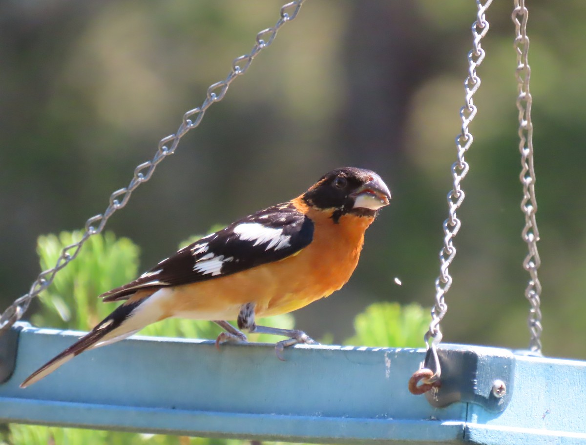Black-headed Grosbeak - ML638306408
