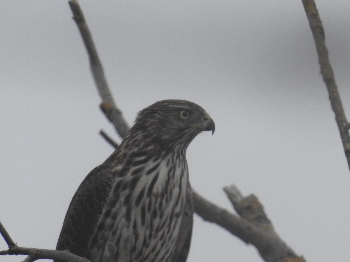 Cooper's Hawk - ML63830641