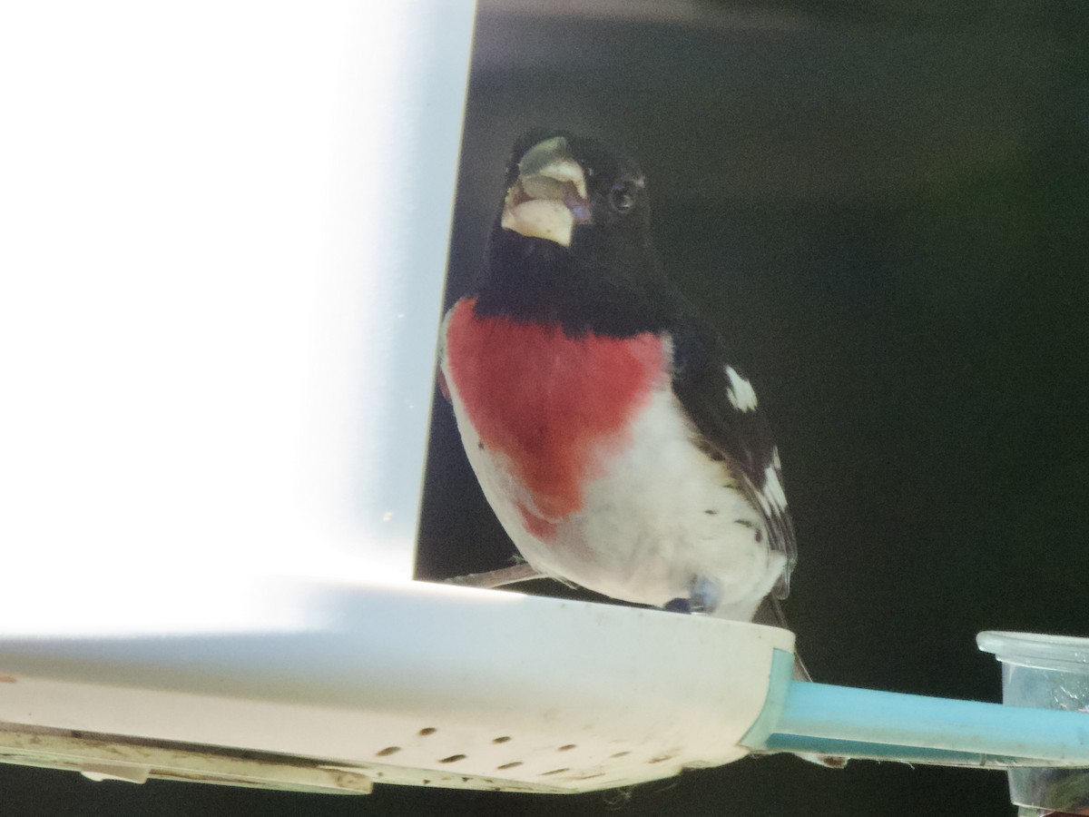 Rose-breasted Grosbeak - ML638306411