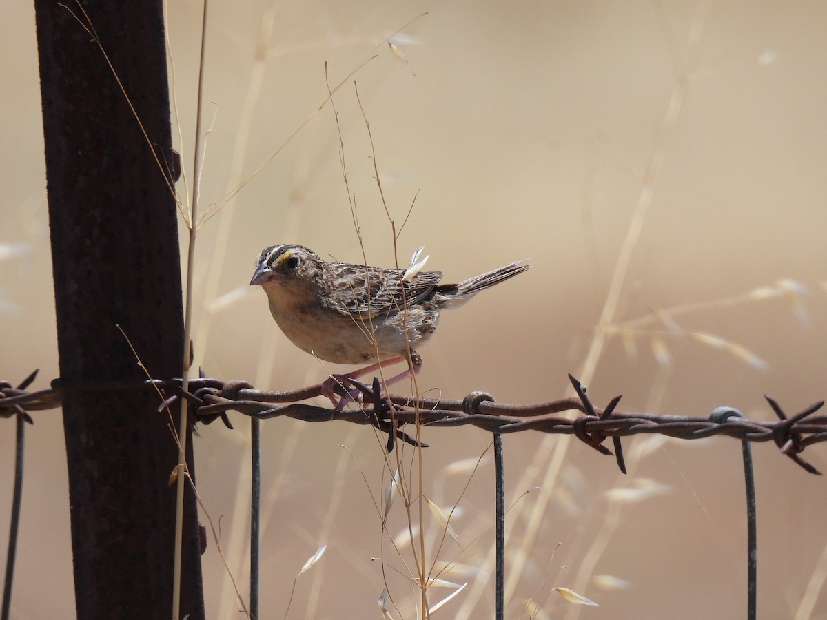 Grasshopper Sparrow - ML638306412