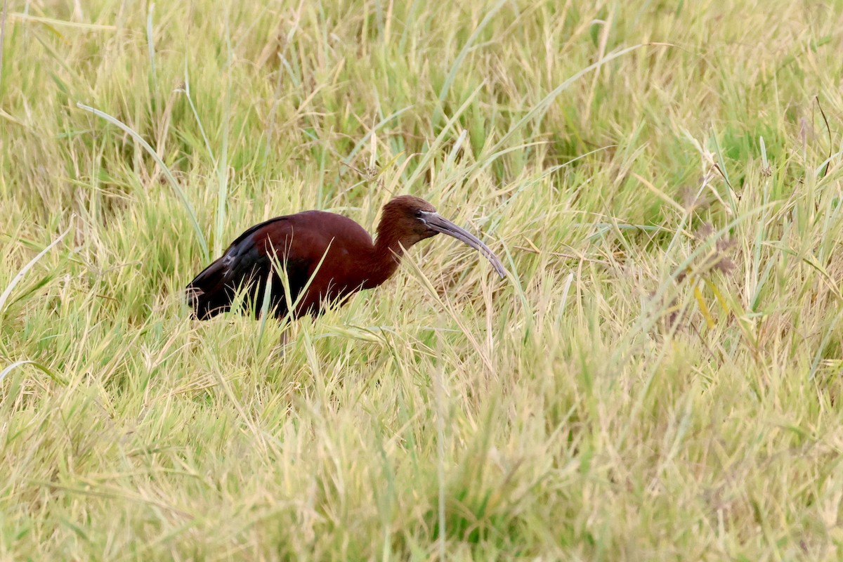 bronseibis - ML638306416