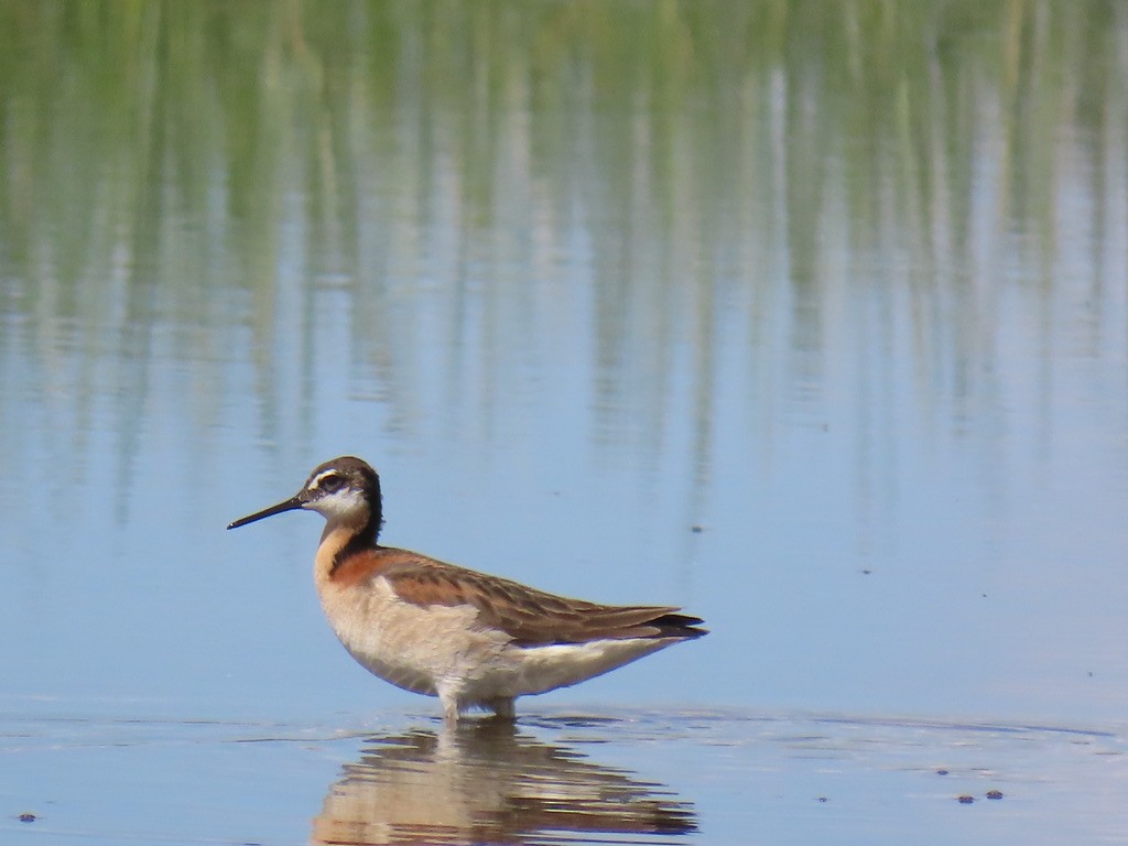 Wilson's Phalarope - ML638306423