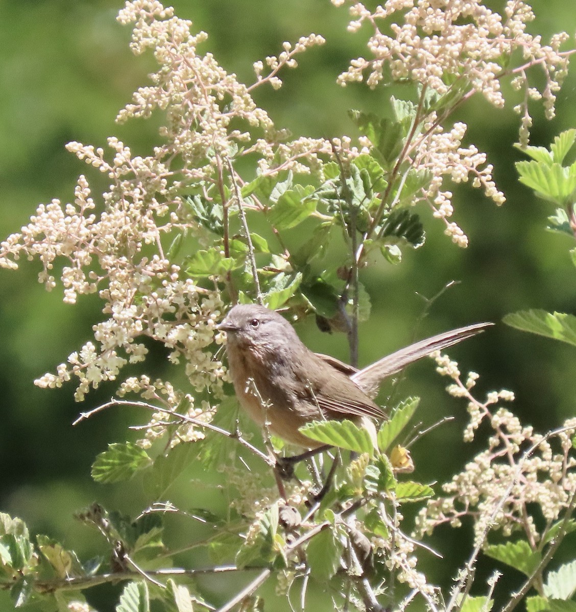 Wrentit - ML638306424