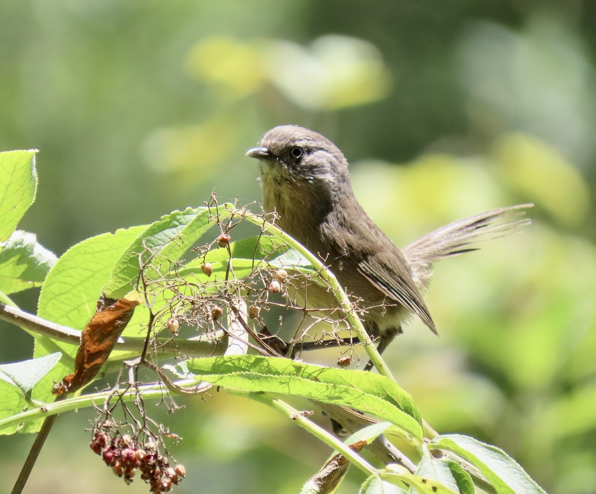 Wrentit - ML638306426