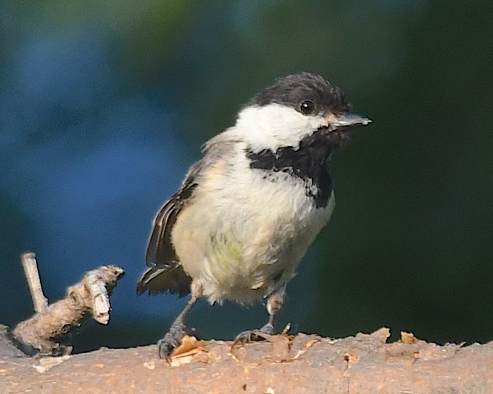 Black-capped Chickadee - ML638306431