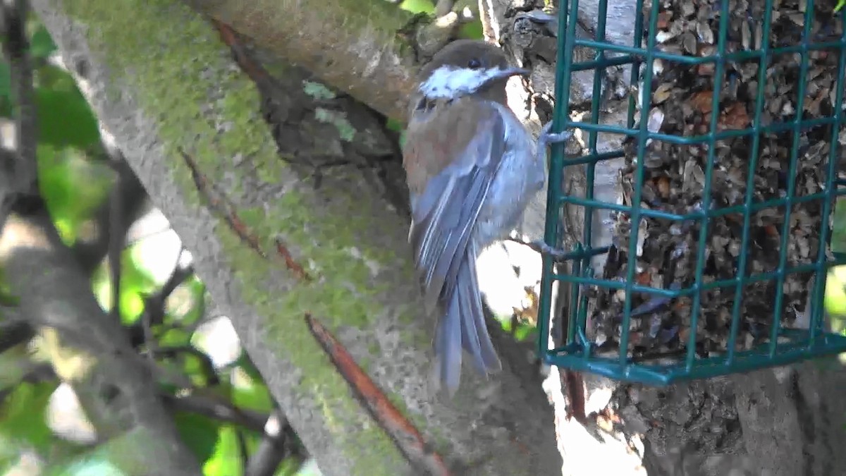 Chestnut-backed Chickadee - ML638306440