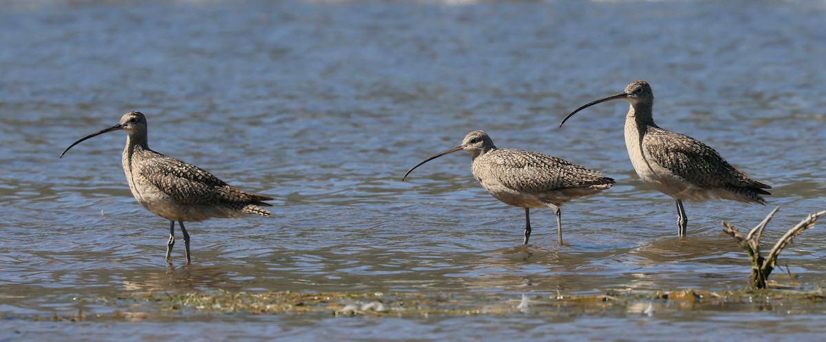 Long-billed Curlew - ML638306447