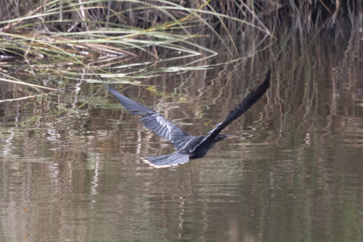 Anhinga - ML638306455