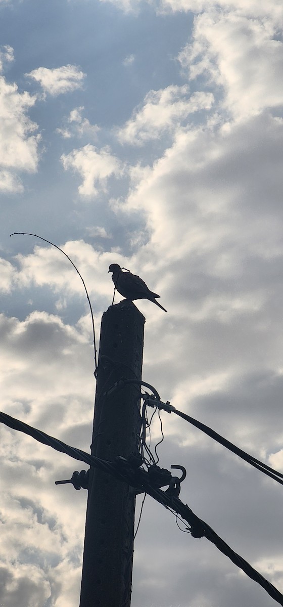 Eurasian Collared-Dove - ML638306457