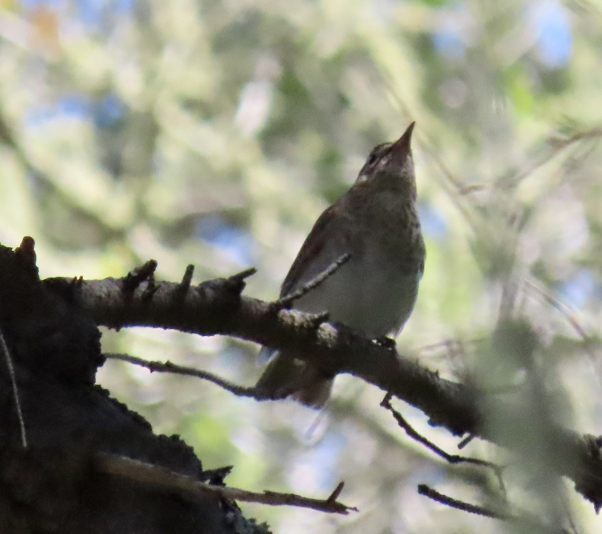 Swainson's Thrush - ML638306467