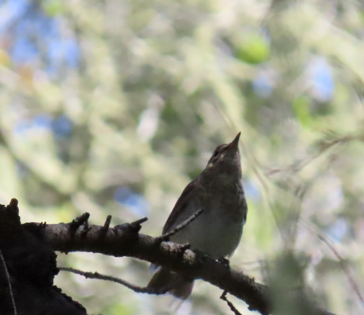 Swainson's Thrush - ML638306468