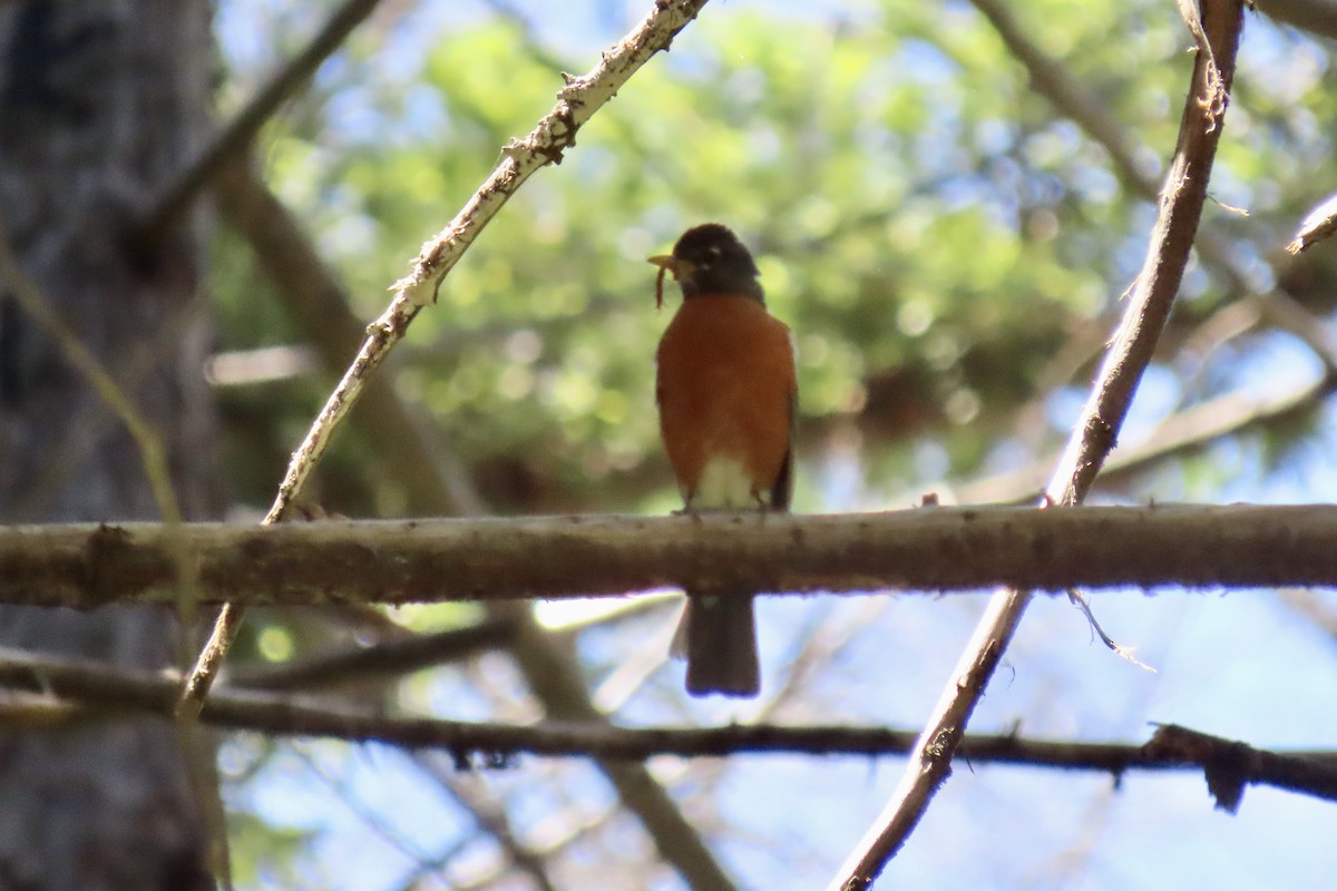 American Robin - ML638306473