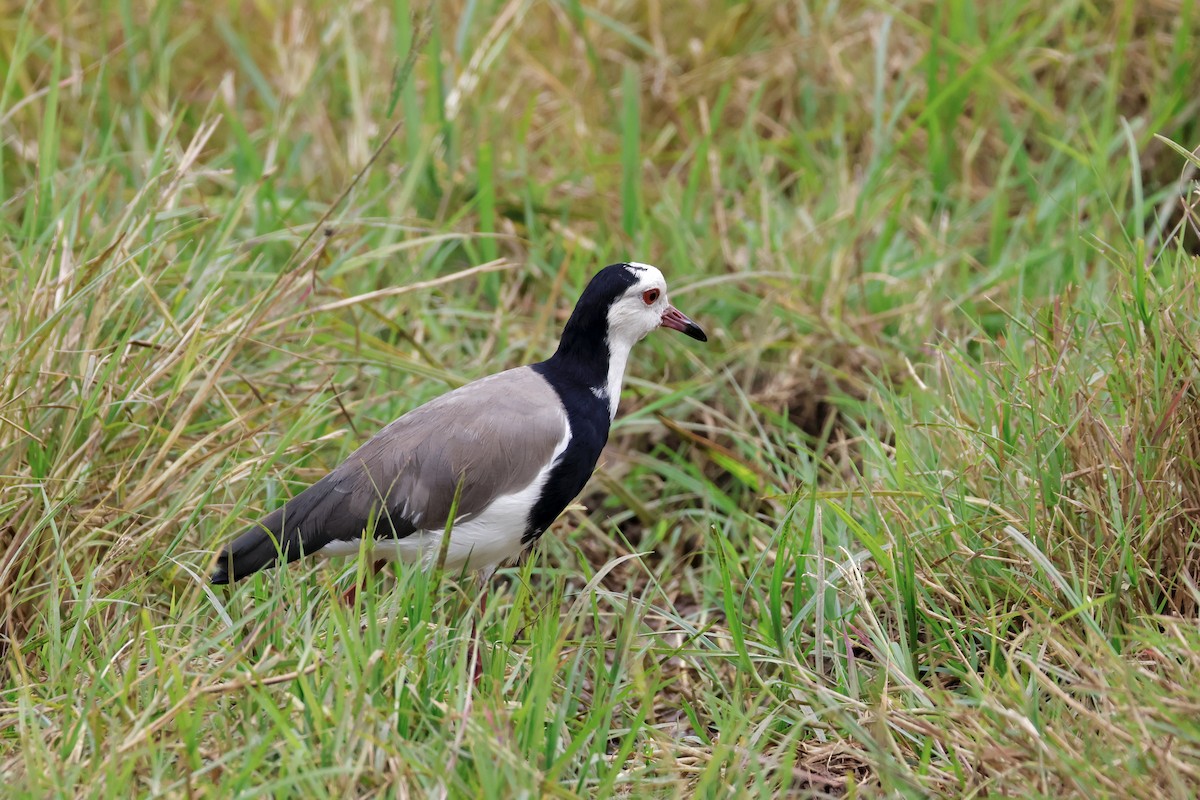 Long-toed Lapwing - ML638306478