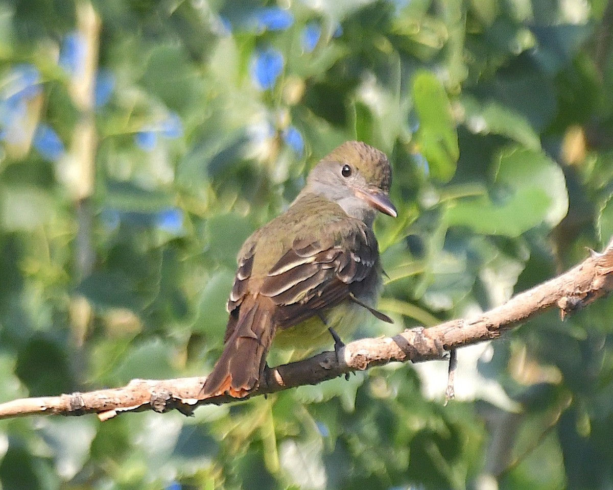 Great Crested Flycatcher - ML638306479