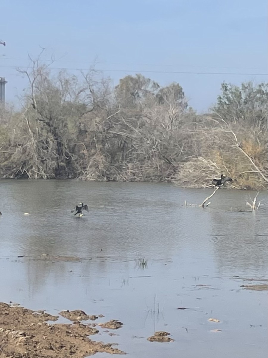 Great Cormorant - ML638306487