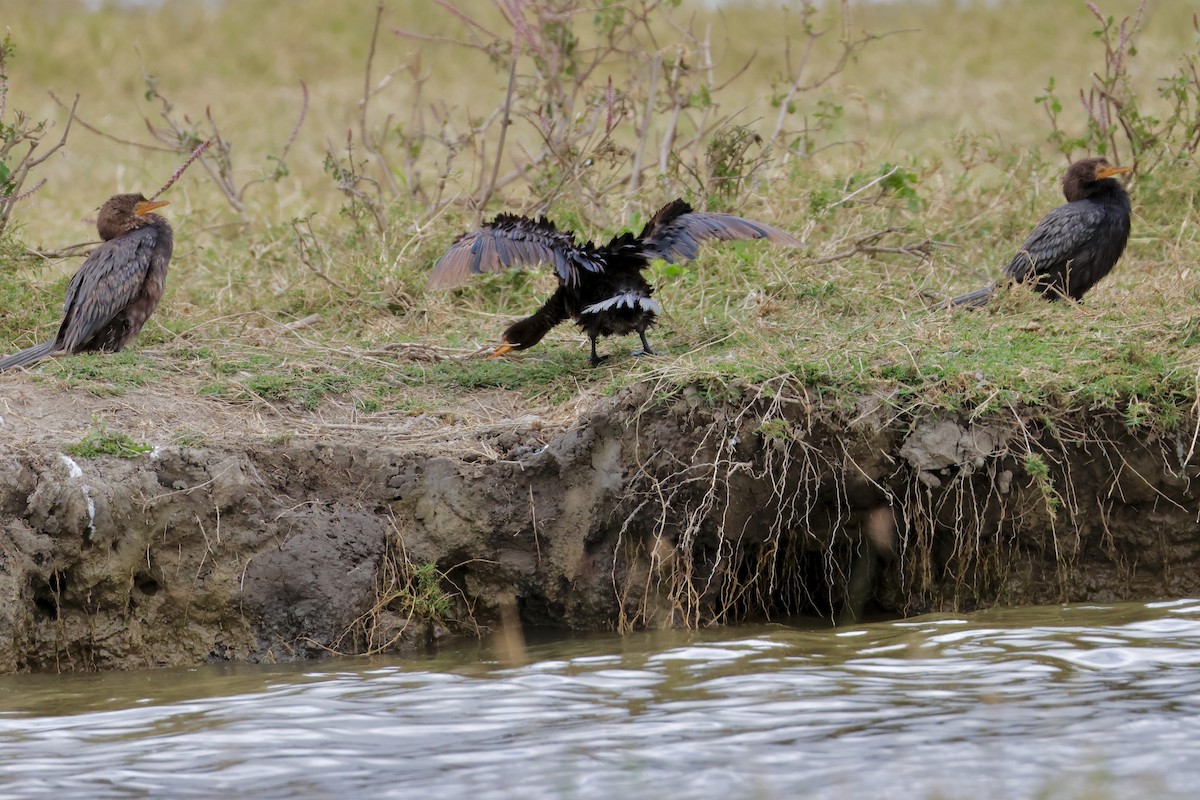 Great Cormorant - ML638306489