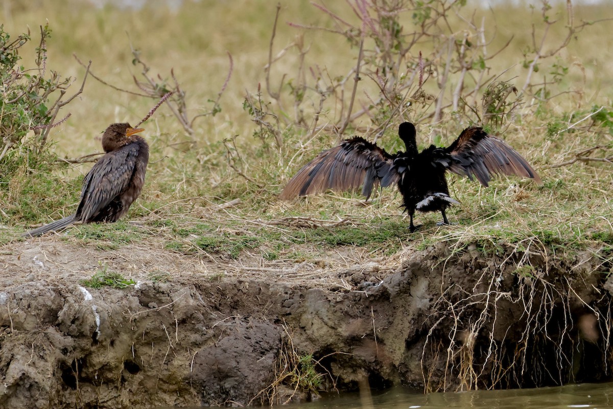 Great Cormorant - ML638306491