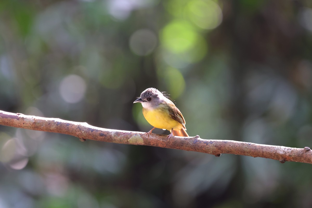 Yellow-bellied Bulbul - ML638306495