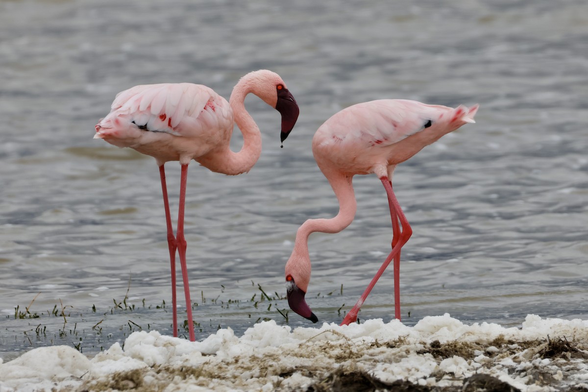 Lesser Flamingo - ML638306498