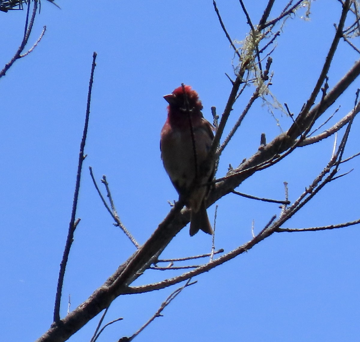 Purple Finch - ML638306502