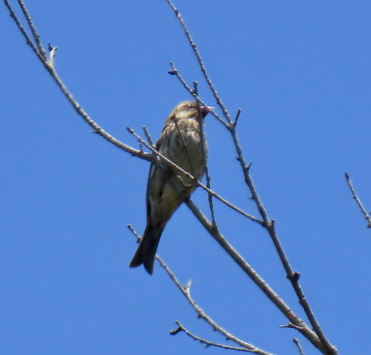 Purple Finch - ML638306503