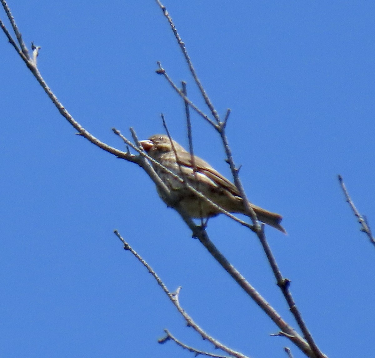 Purple Finch - ML638306504