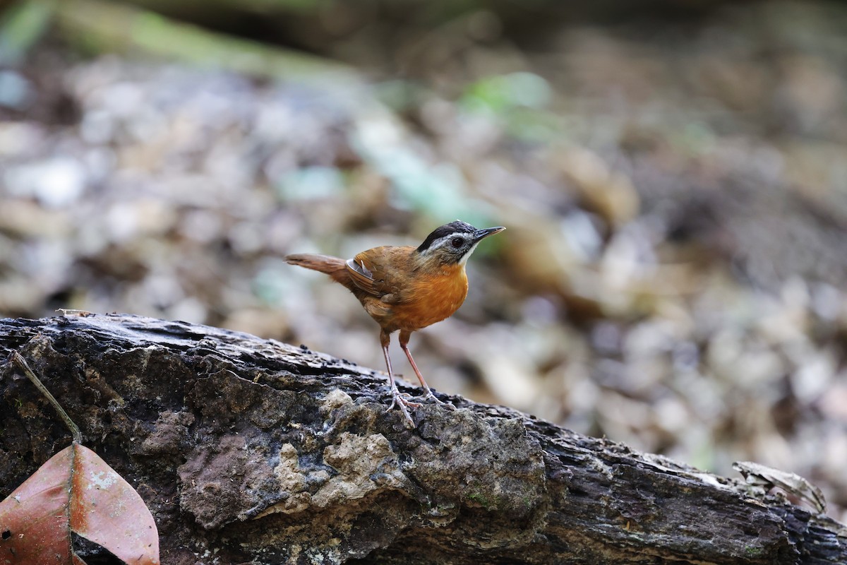 Malayan Black-capped Babbler - ML638306506