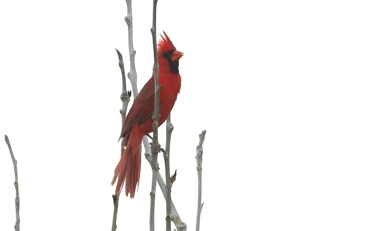 Northern Cardinal - ML638306510