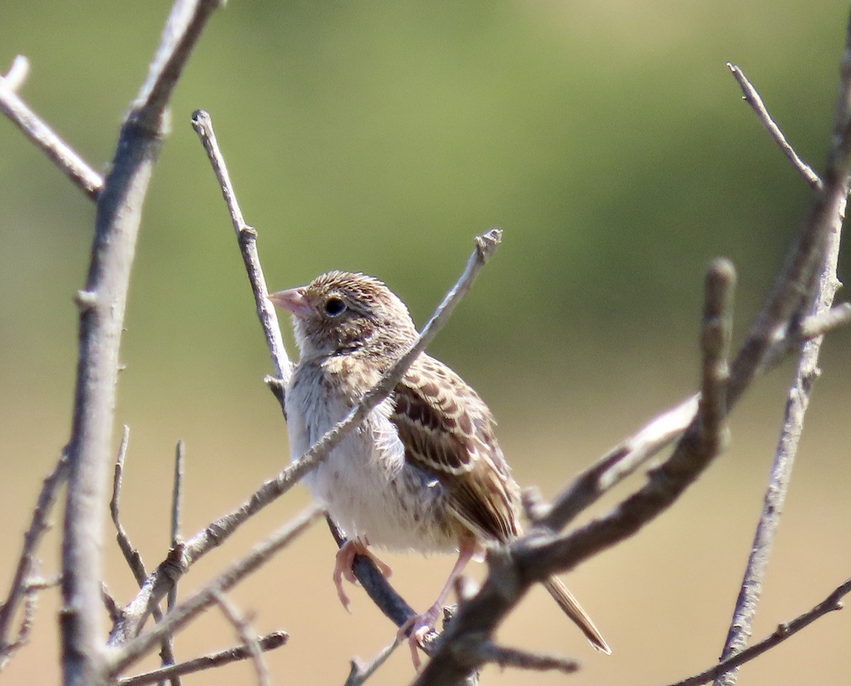 Grasshopper Sparrow - ML638306514
