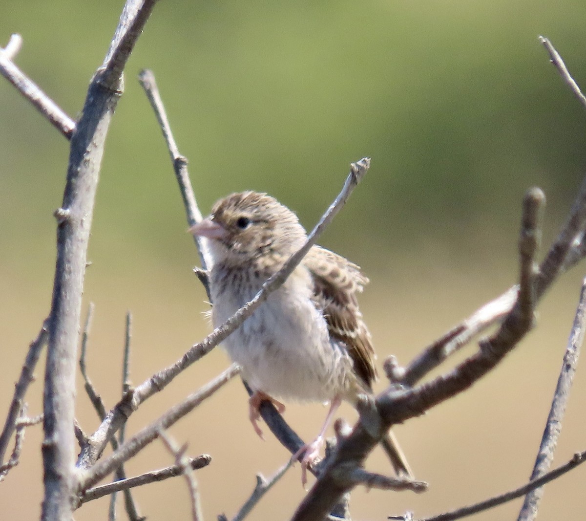 Grasshopper Sparrow - ML638306515
