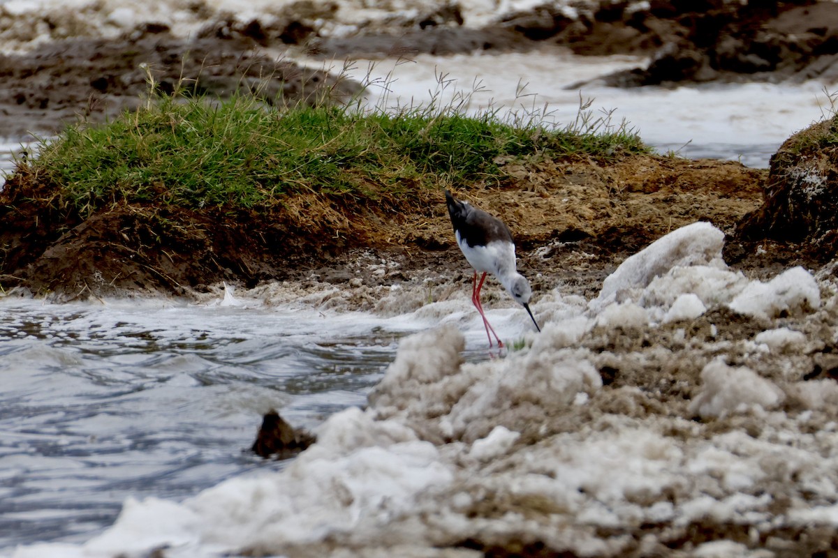 Black-winged Stilt - ML638306519