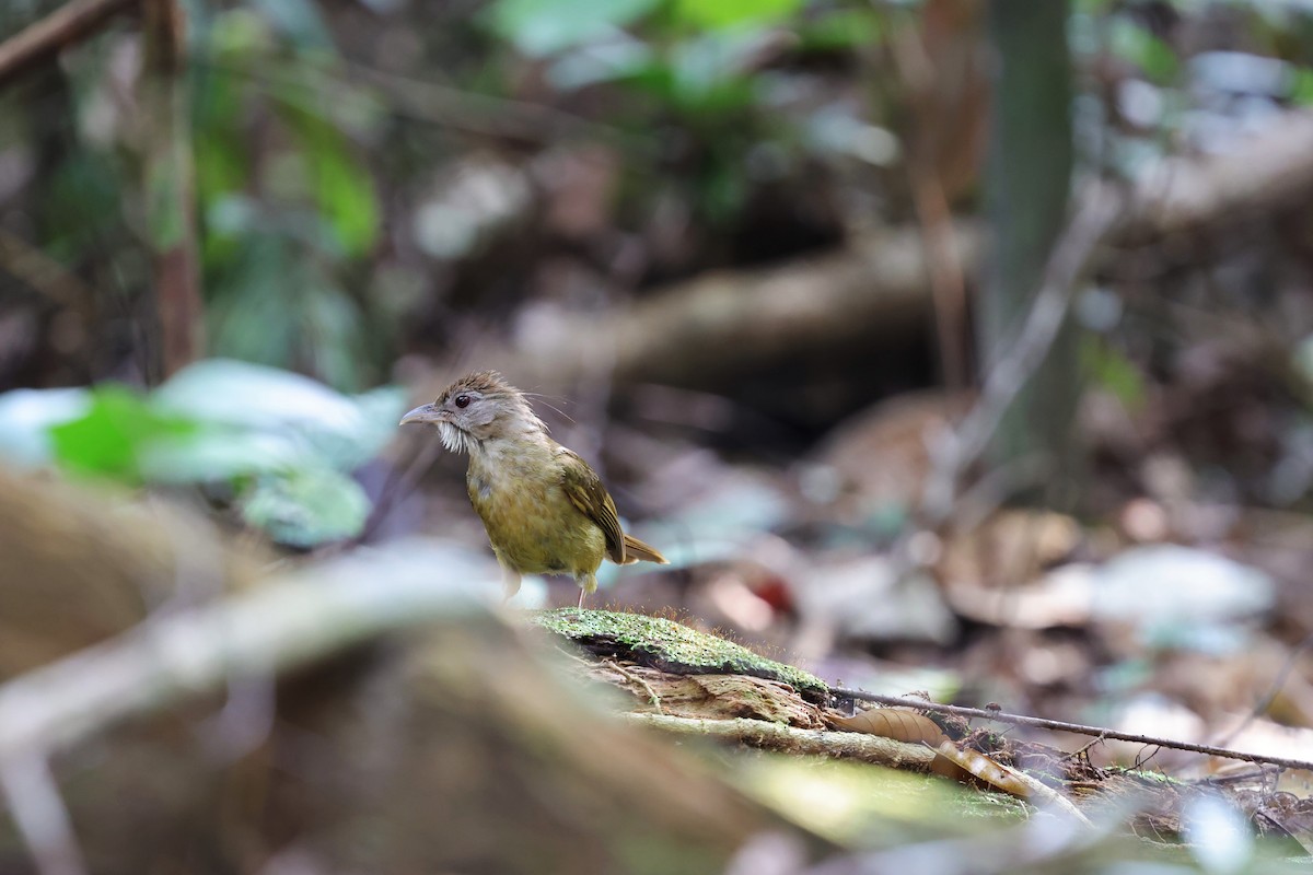 Gray-cheeked Bulbul - ML638306520
