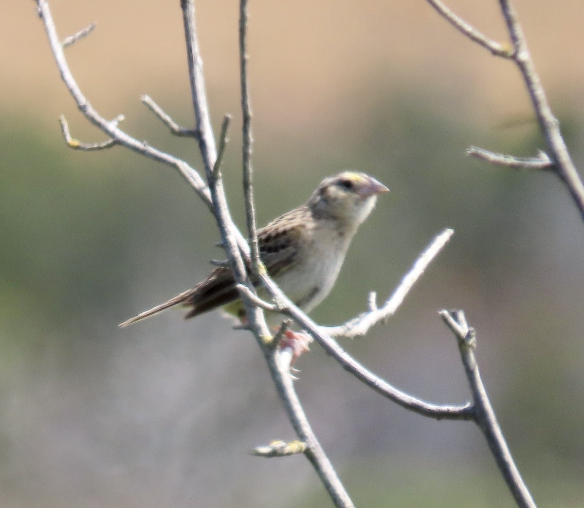 Grasshopper Sparrow - ML638306521