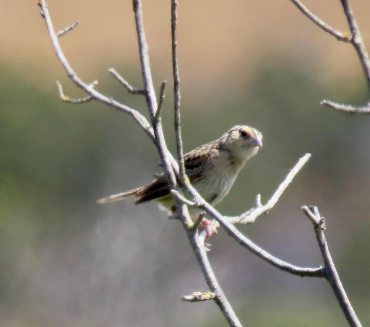 Grasshopper Sparrow - ML638306522