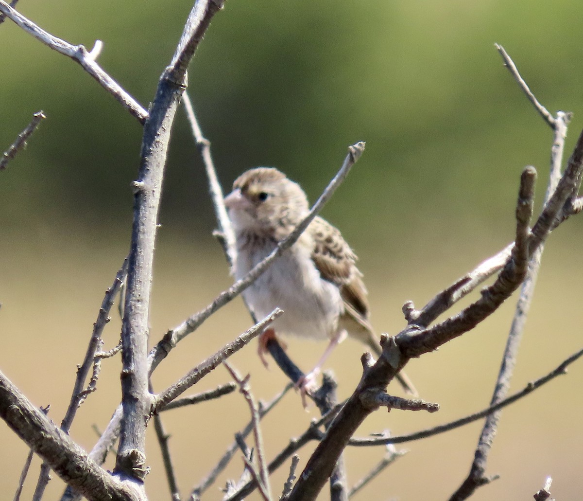 Grasshopper Sparrow - ML638306523