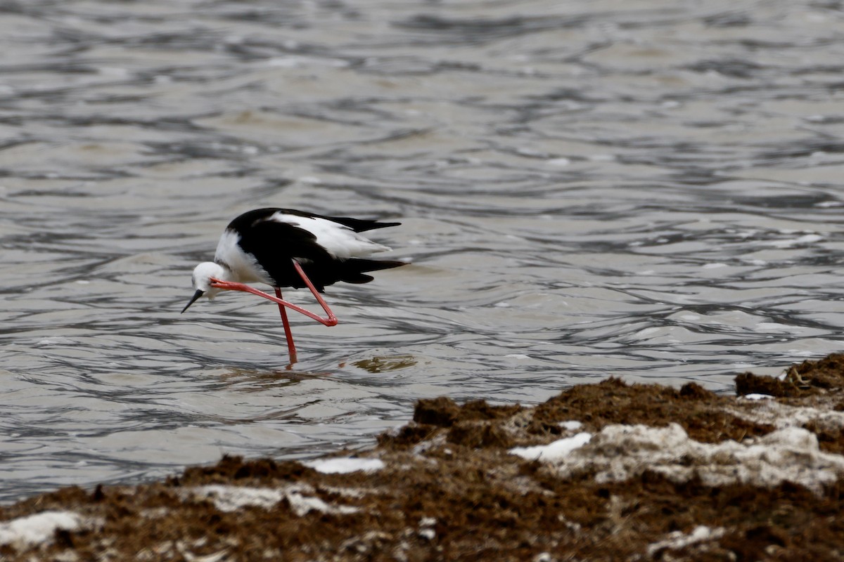 Black-winged Stilt - ML638306524