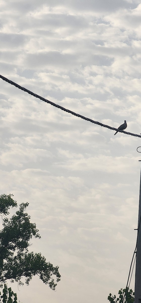 Eurasian Collared-Dove - ML638306529