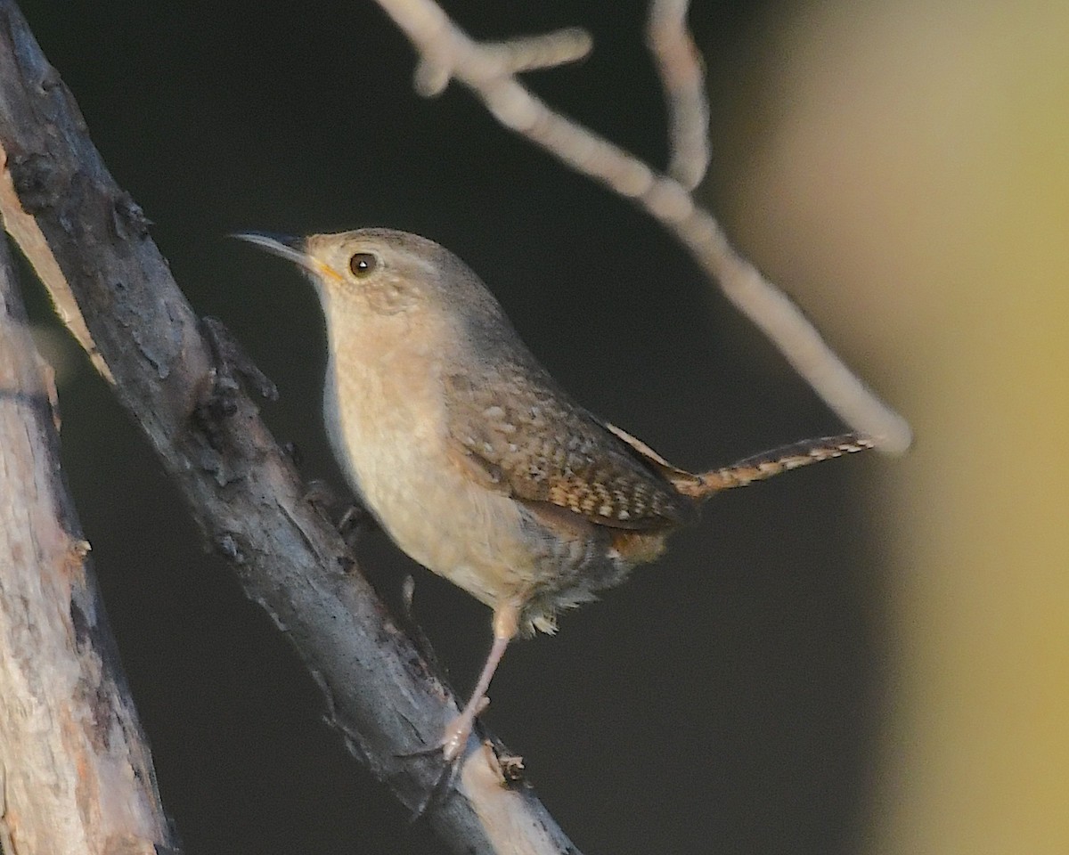 Northern House Wren - ML638306530