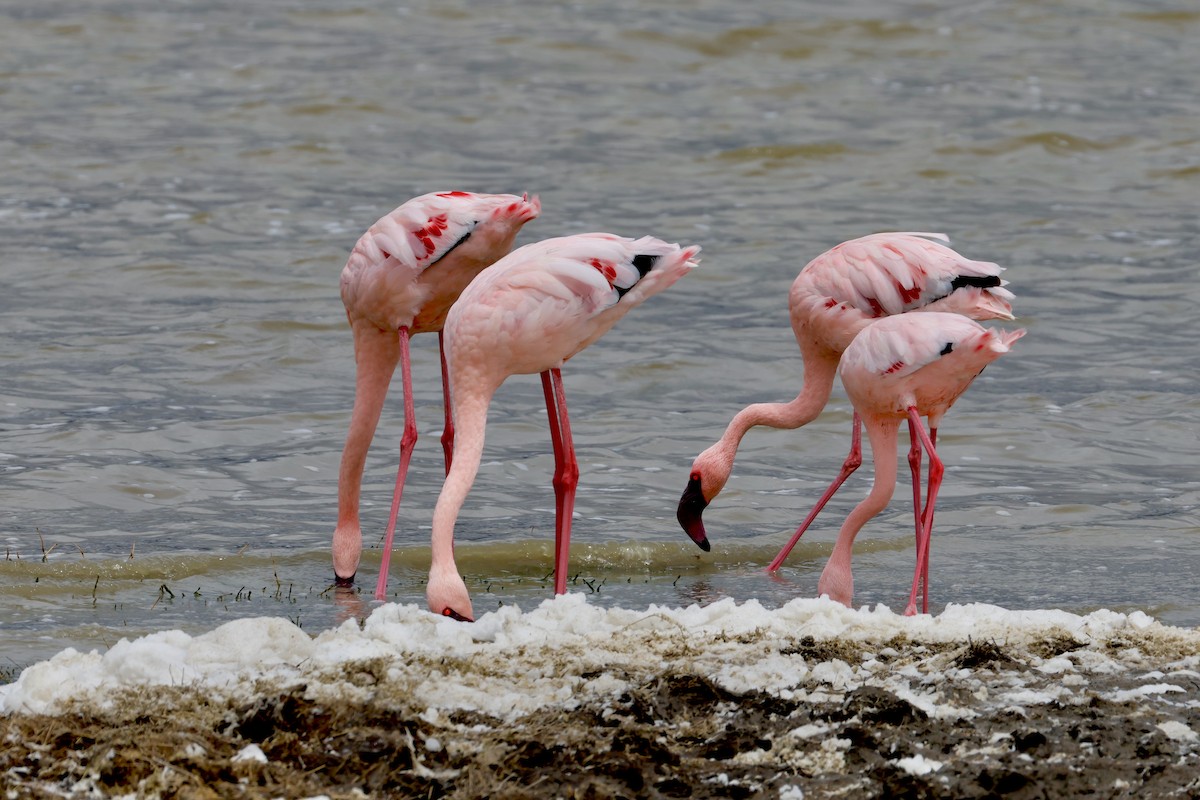 Lesser Flamingo - ML638306532