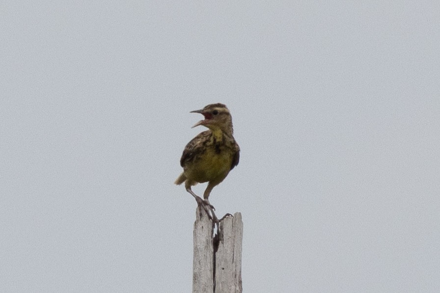 Eastern Meadowlark - ML638306536