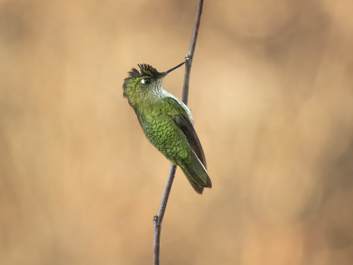 Colibri du Chili - ML638306539