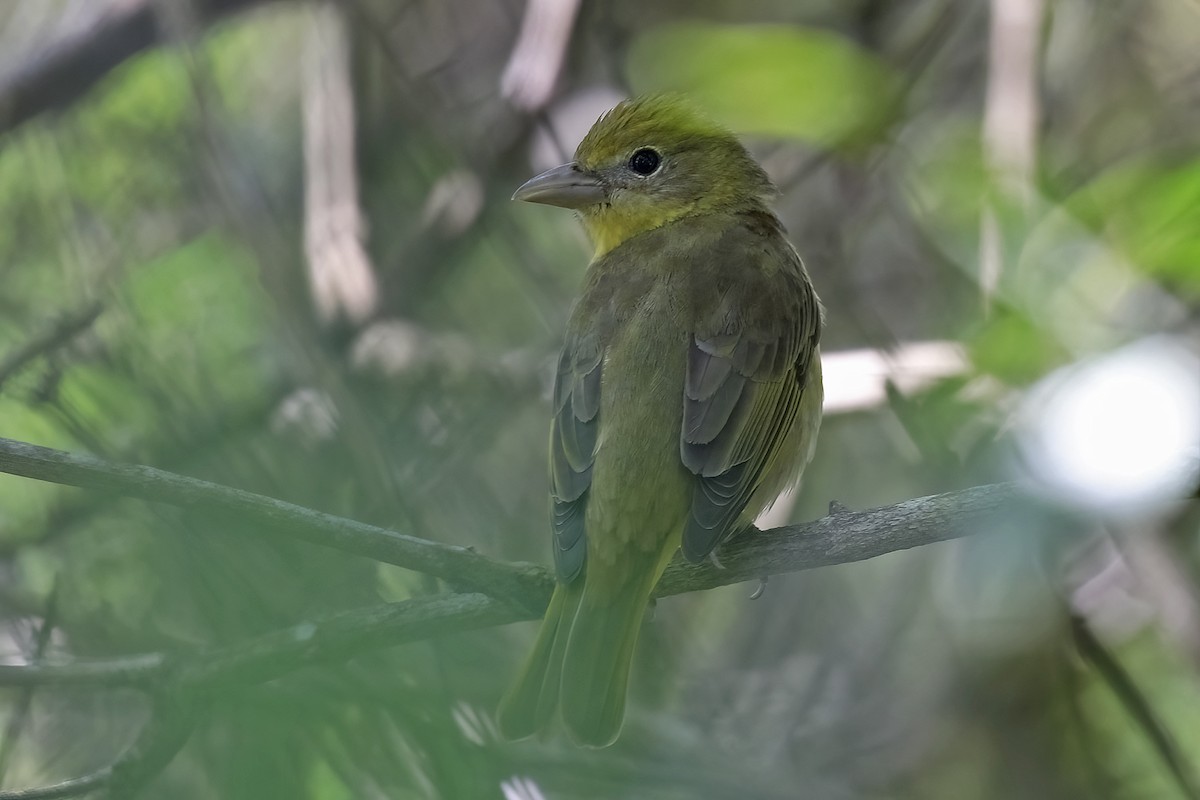 Scarlet Tanager - ML638306545