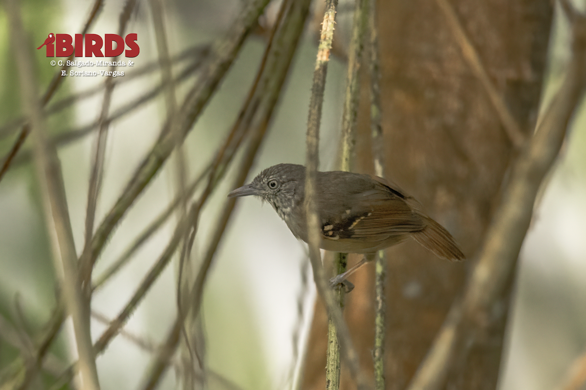 Checker-throated Stipplethroat - ML638306550