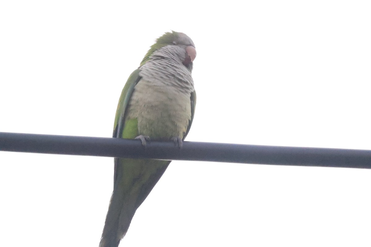 Monk Parakeet - ML638306557