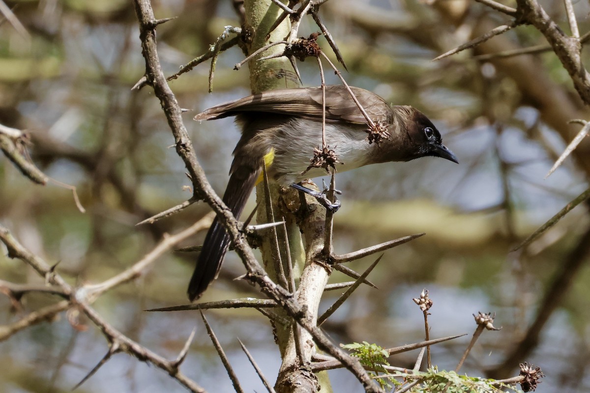 Common Bulbul - ML638306558